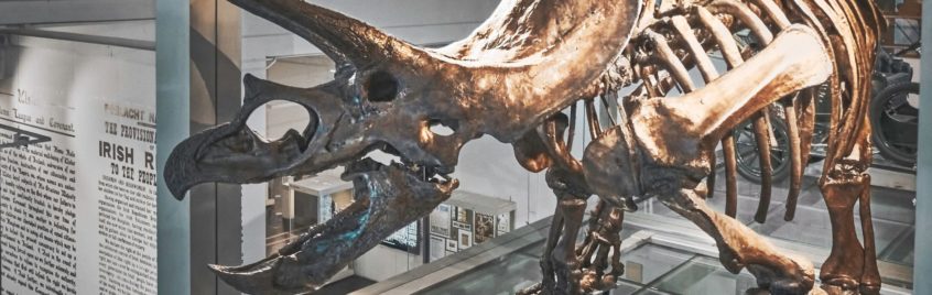 What is evolution - dinosaur skeleton